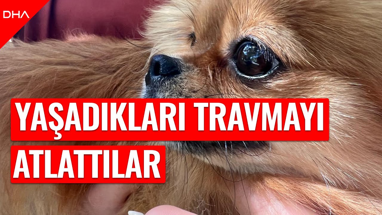 İşkence edilen  köpek  yediemine teslim edildi