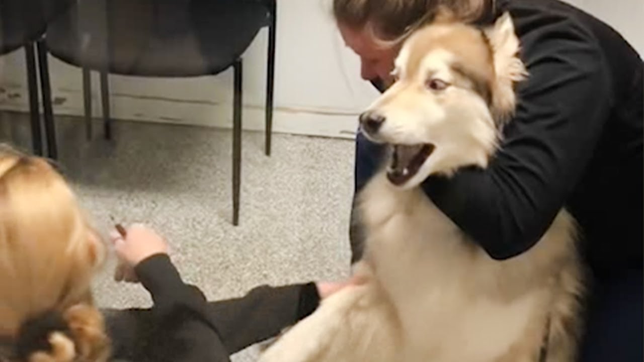 Husky's freaking out when realize he is in the vet ???? Funny Dog's Reaction