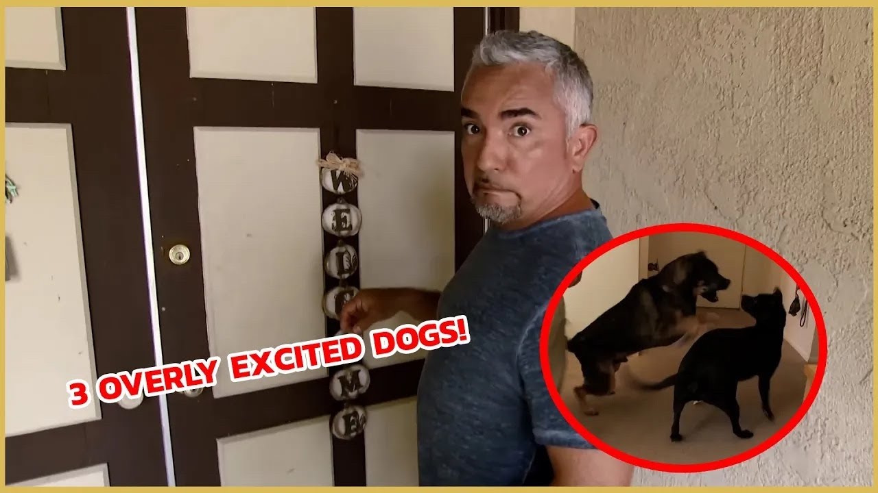 Cesar vs. 3 Overly Excited Dogs | Cesar 911
