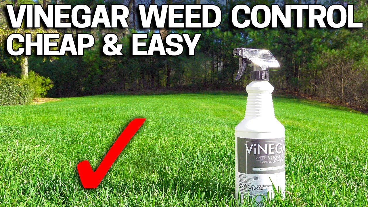 Vinegar Weed Killer - Works in 24 Hours