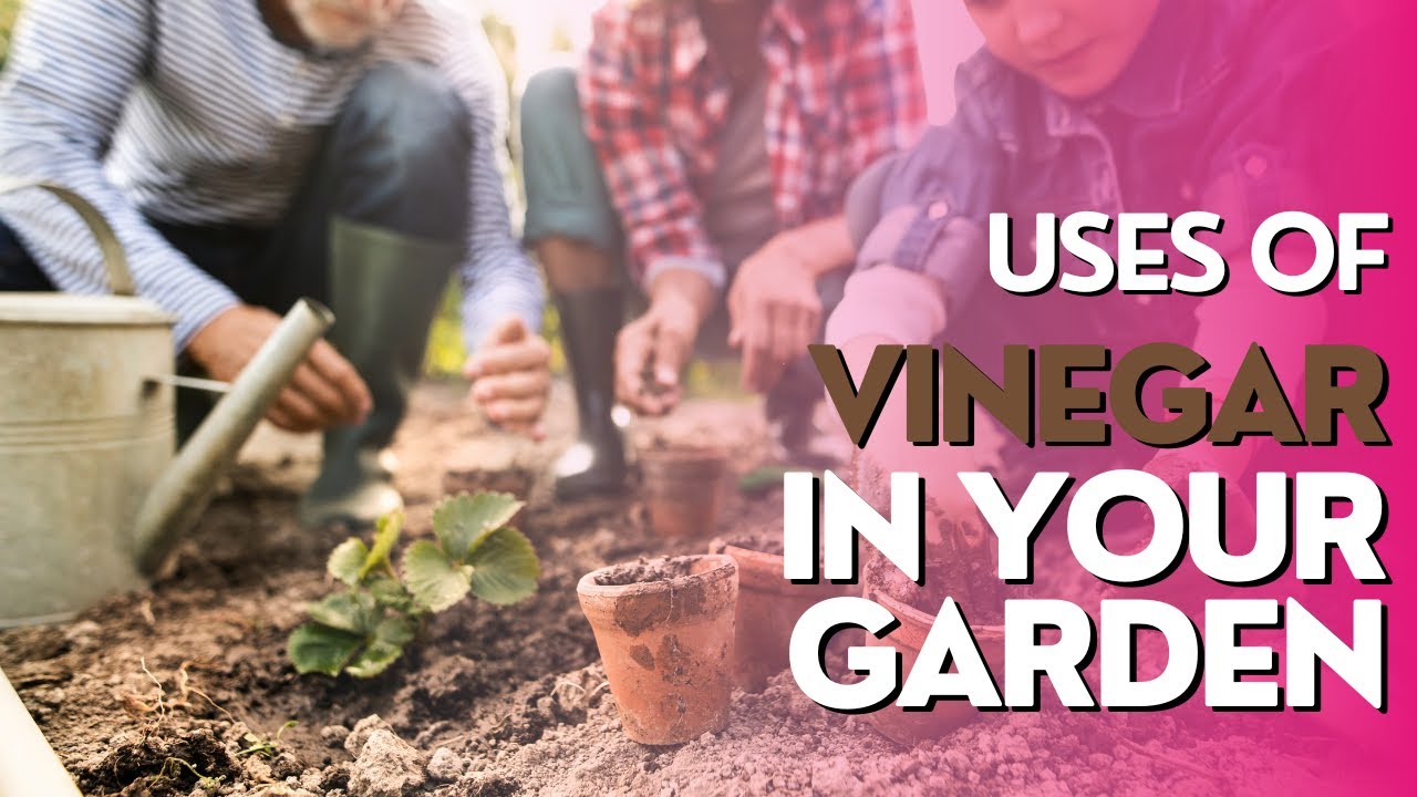 VERSATILE USES OF VINEGAR IN YOUR GARDEN - Harnessing the Power of Vinegar for Gardening Success