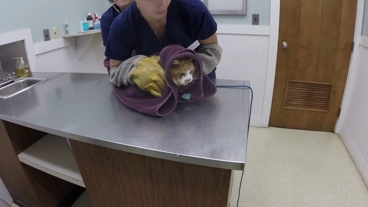VET VISIT GONE WRONG!!!  Cat Attacks Veterinarian