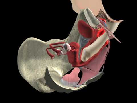 anatomy-of-female-sexual-pleasure-3d-view