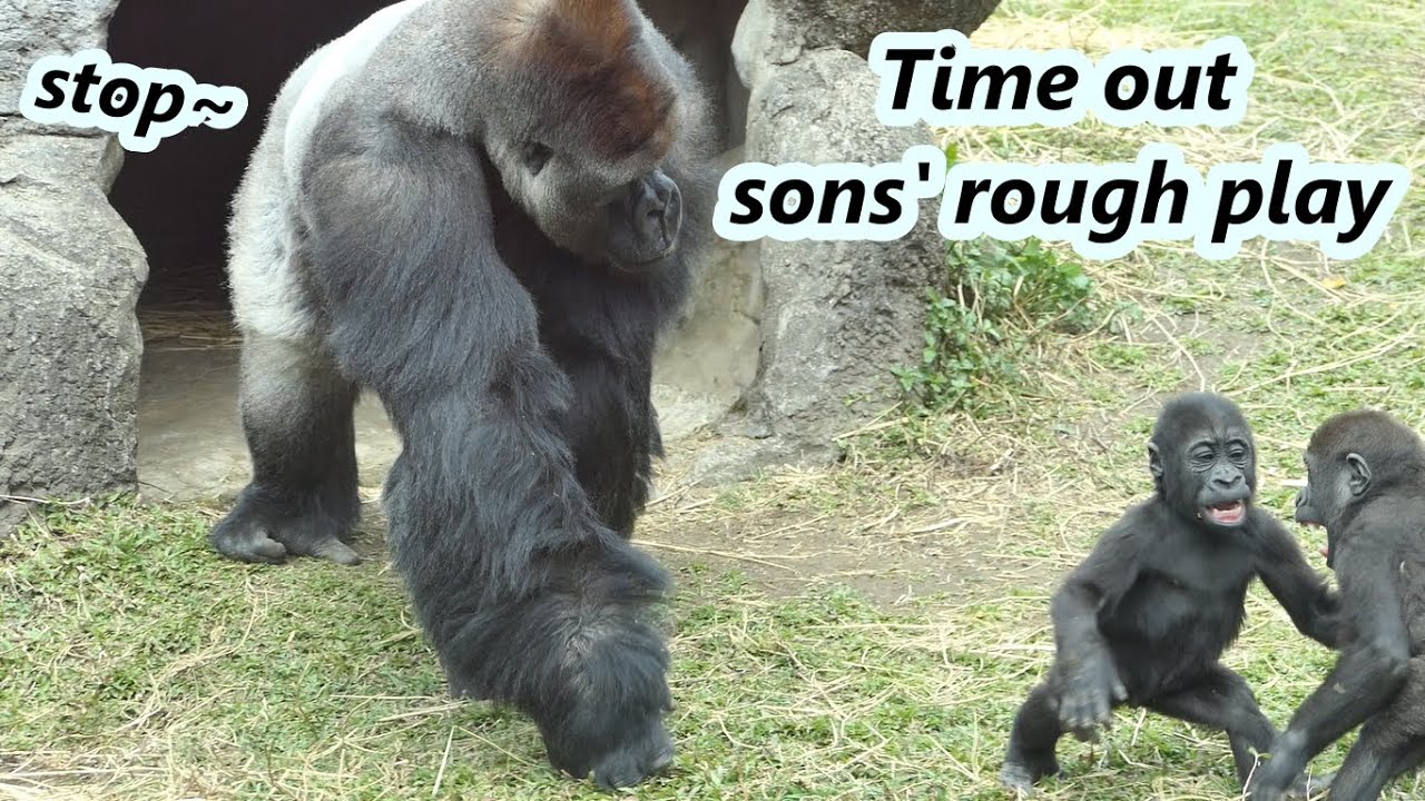 Part 1 : Gorilla dad often needs to stop two sons' rough play recently