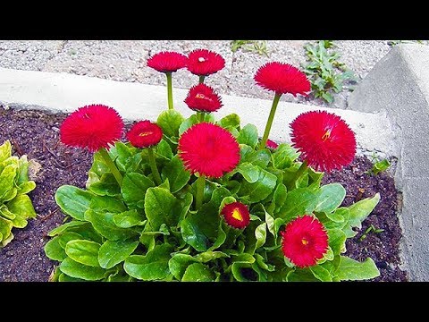 İngiliz Papatya Çiçeği Yetiştiriciliği (English Daisy)