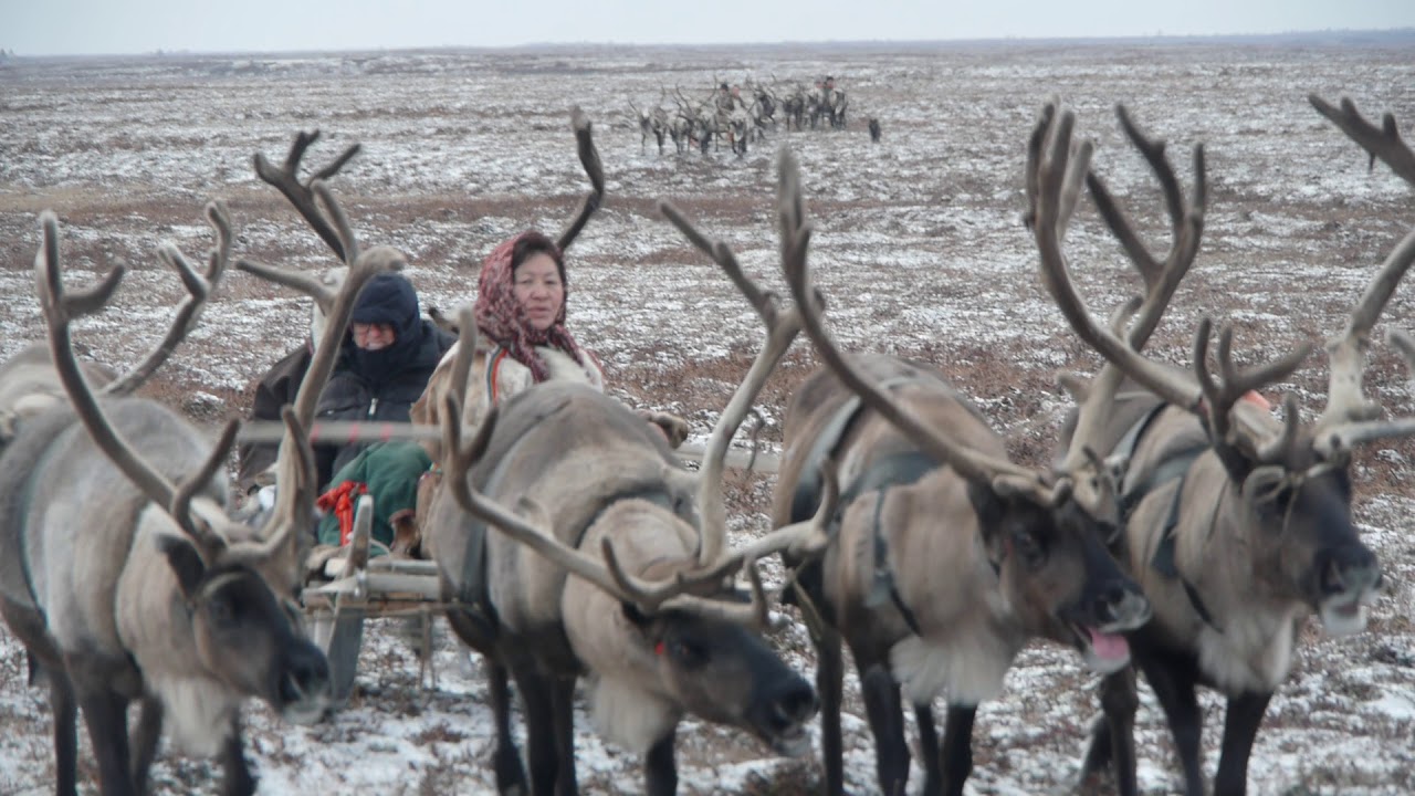 Nenets of Yamal | Nordic Travel