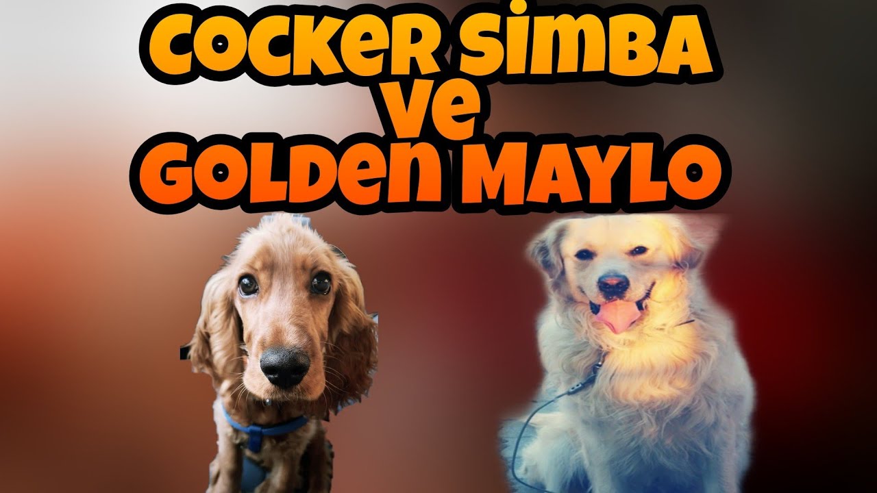 Cocker Köpek Simba Ve Golden Köpek Maylo Sosyalleşmesi
