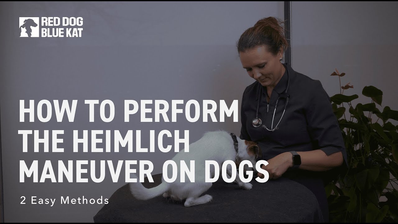 Pet First Aid: How to Perform the Heimlich Maneuver on Choking Dogs