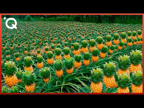 Harvesting the Most Delicious Pineapples in the World | Exotic Fruit Plantation