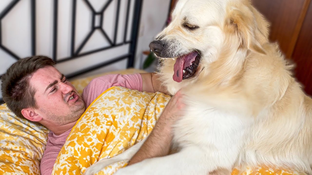 How I wake up when I have a Golden Retriever