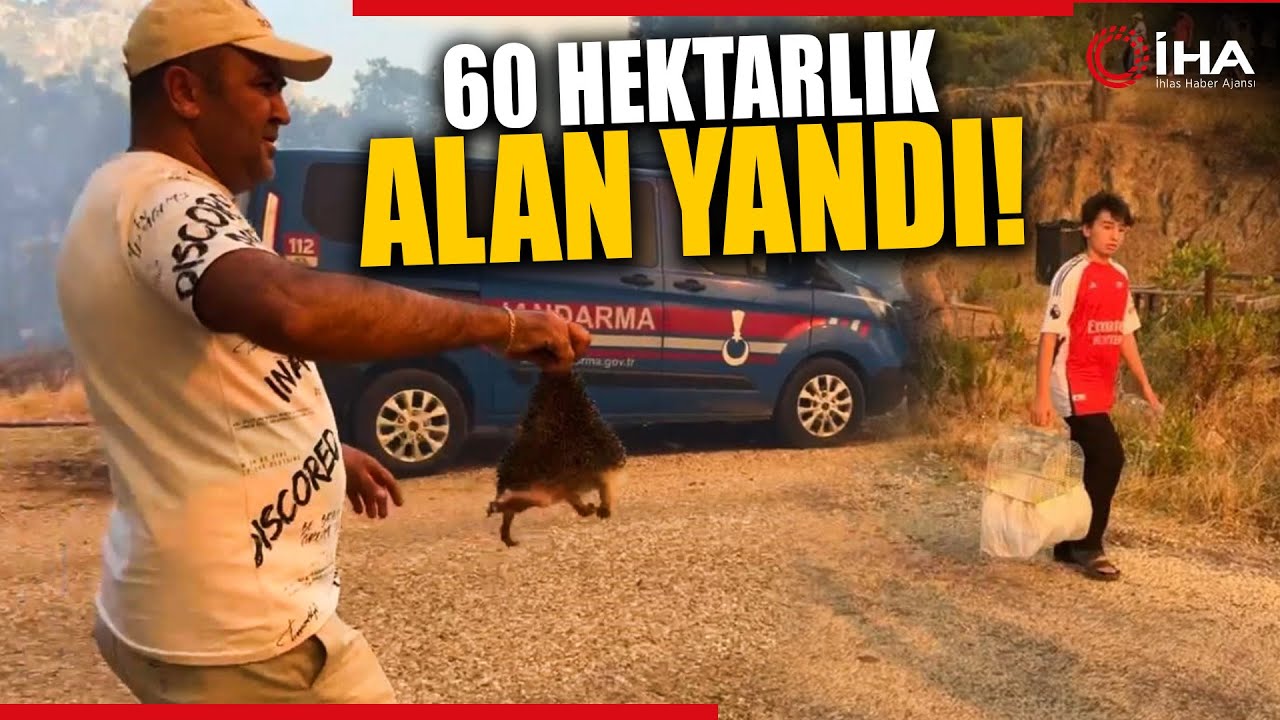 orman yangını