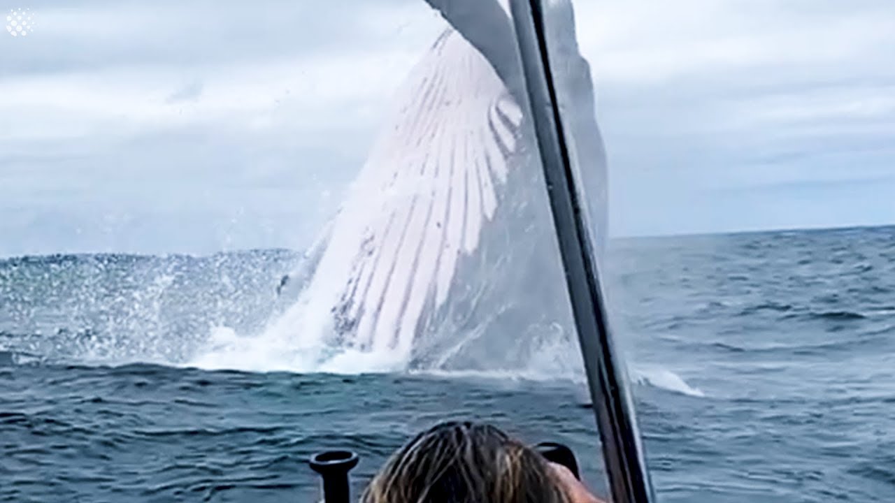 GİANT WHALE JUMPS OUT OF NOWHERE - INCREDİBLY CLOSE WHALE ENCOUNTERS!