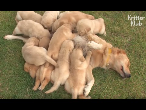LET THİS ADORABLE GOLDEN RETRİEVER FAMİLY WİTH 13 PUPPİES CHEER YOU UP | KRİTTER KLUB