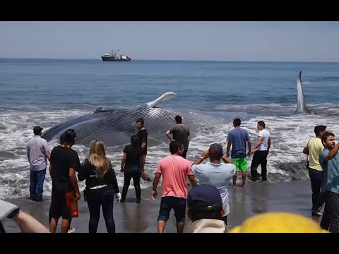 Giant beached blue whale saved by fishermen off Chile coast