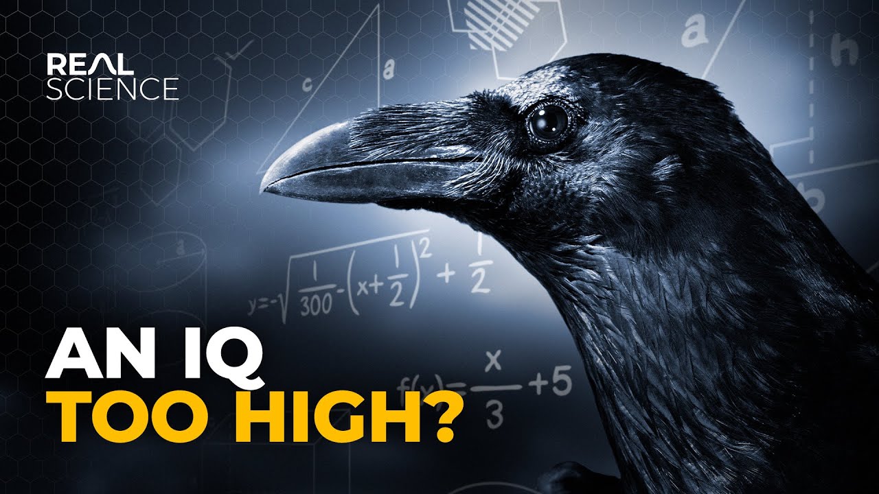 WHY CROWS ARE AS SMART AS 7 YEAR OLD HUMANS