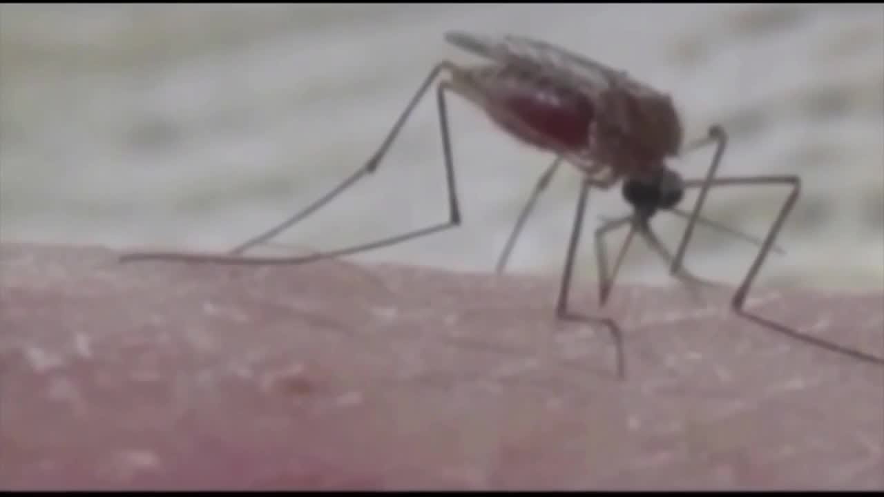 west nile virus