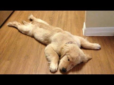 Funny Golden Retriever Puppies videos - Compilation 2017