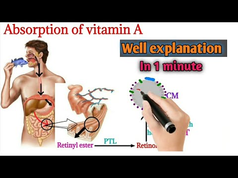 VİTAMİN A ABSORPTİON|EASY TO UNDERSTAND | VİTAMİN A ABSORPTİON WİTH ANİMATİON | DOCTORS GOAL|