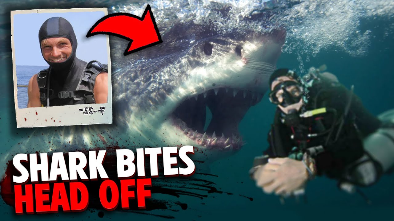 THİS DİVER GETS DECAPITATED BY HUGE GREAT WHİTE SHARK!