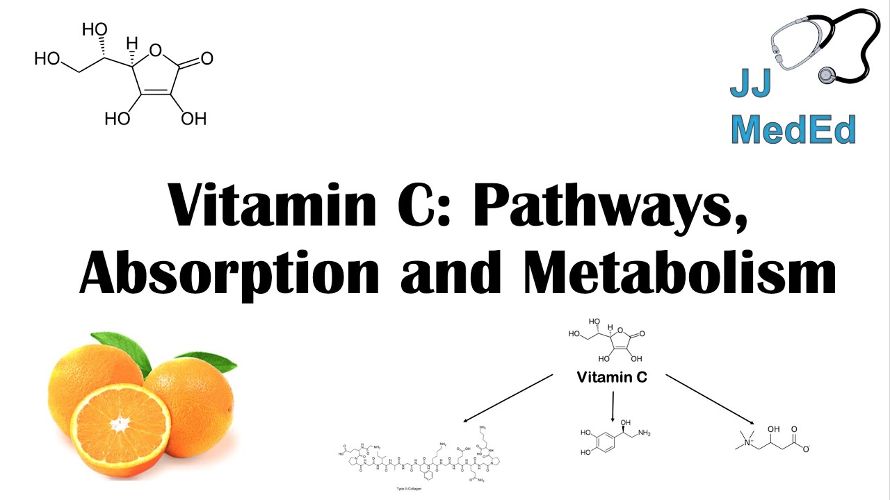 VİTAMİN C: WHY WE NEED İT, DİETARY SOURCES, AND HOW WE ABSORB AND METABOLİZE İT