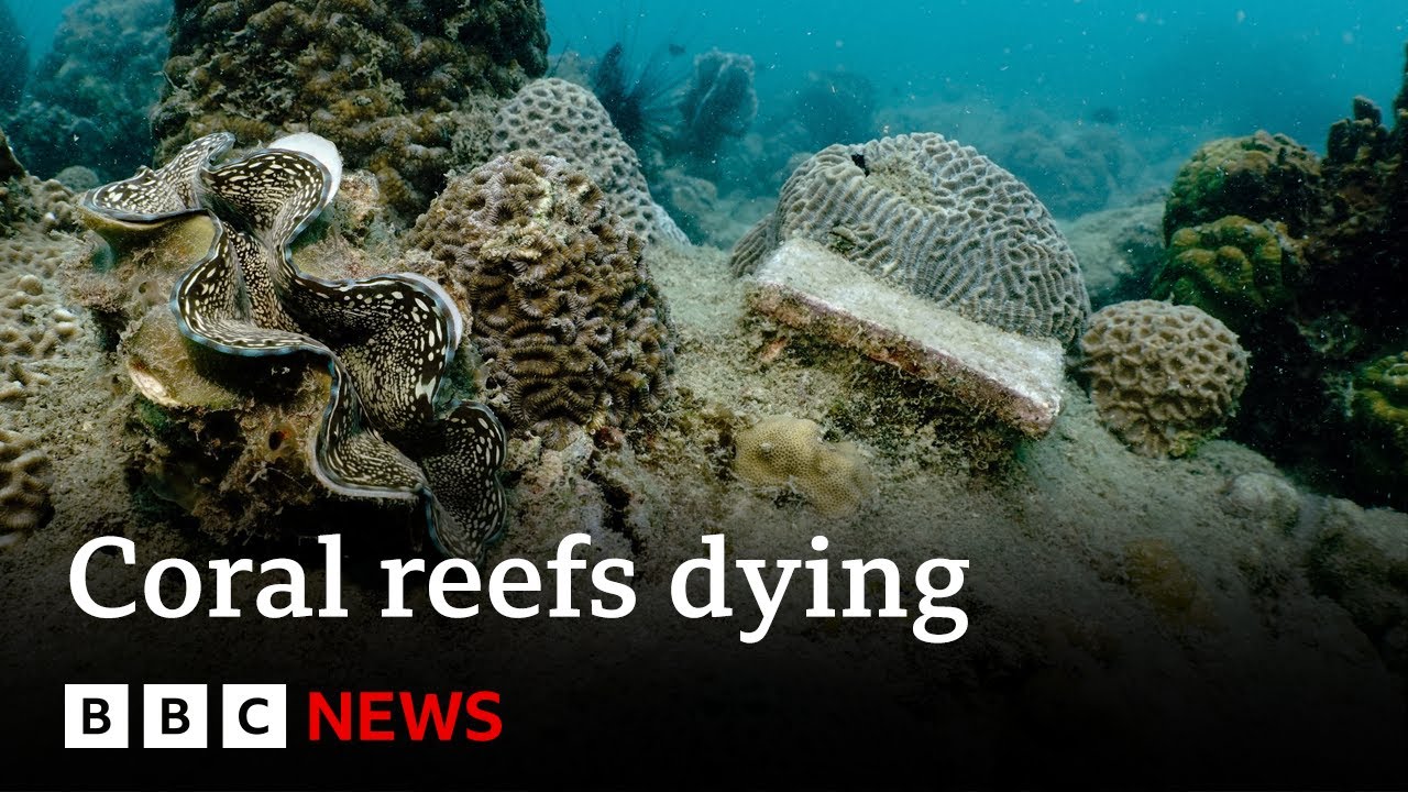 Corals turning white and dying after record heat, say scientists 