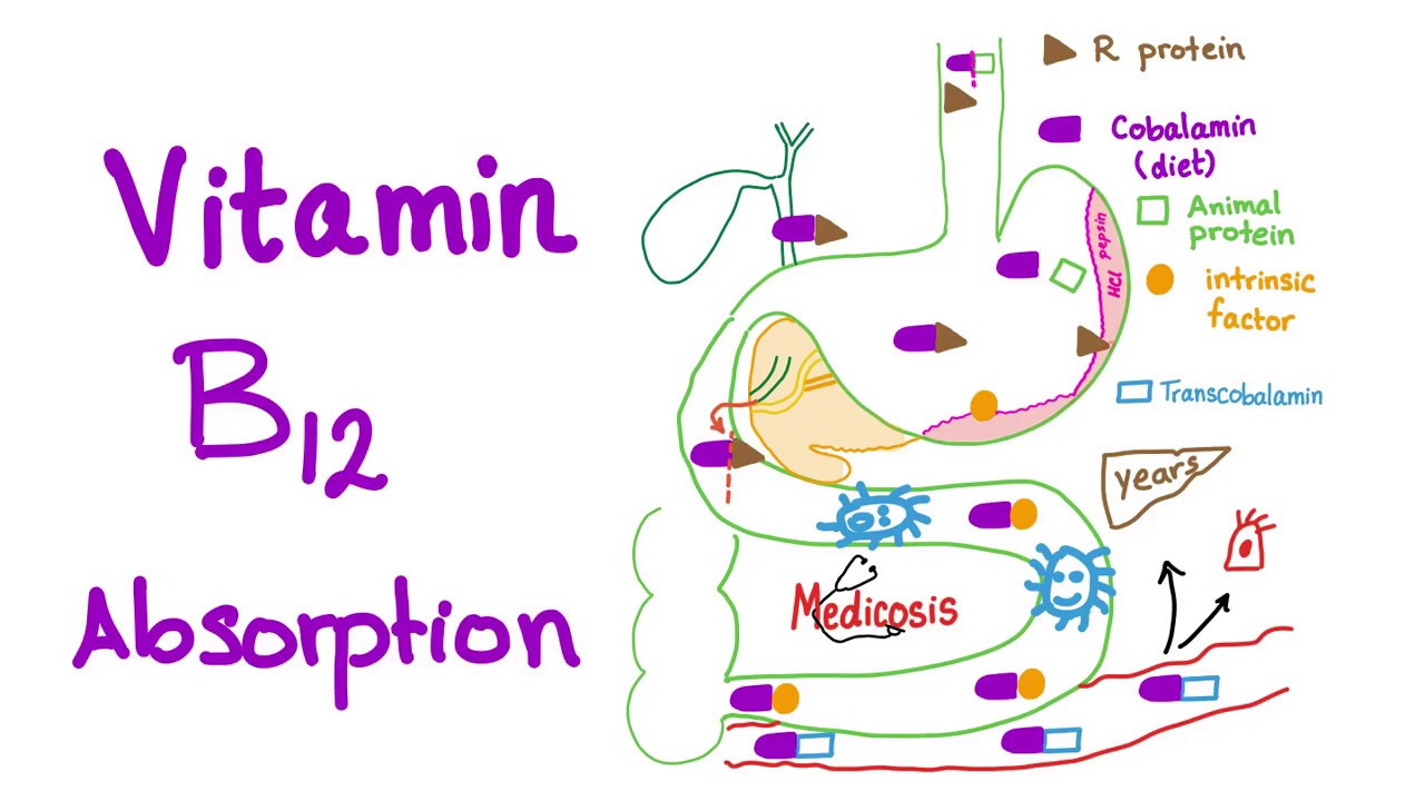 Vitamin B12 absorption, and deficiency- Diet and Nutrition
