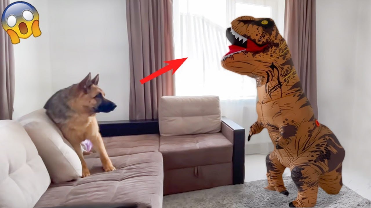 Animals Being Jerks! When Your Funny Dog Gets Angry 