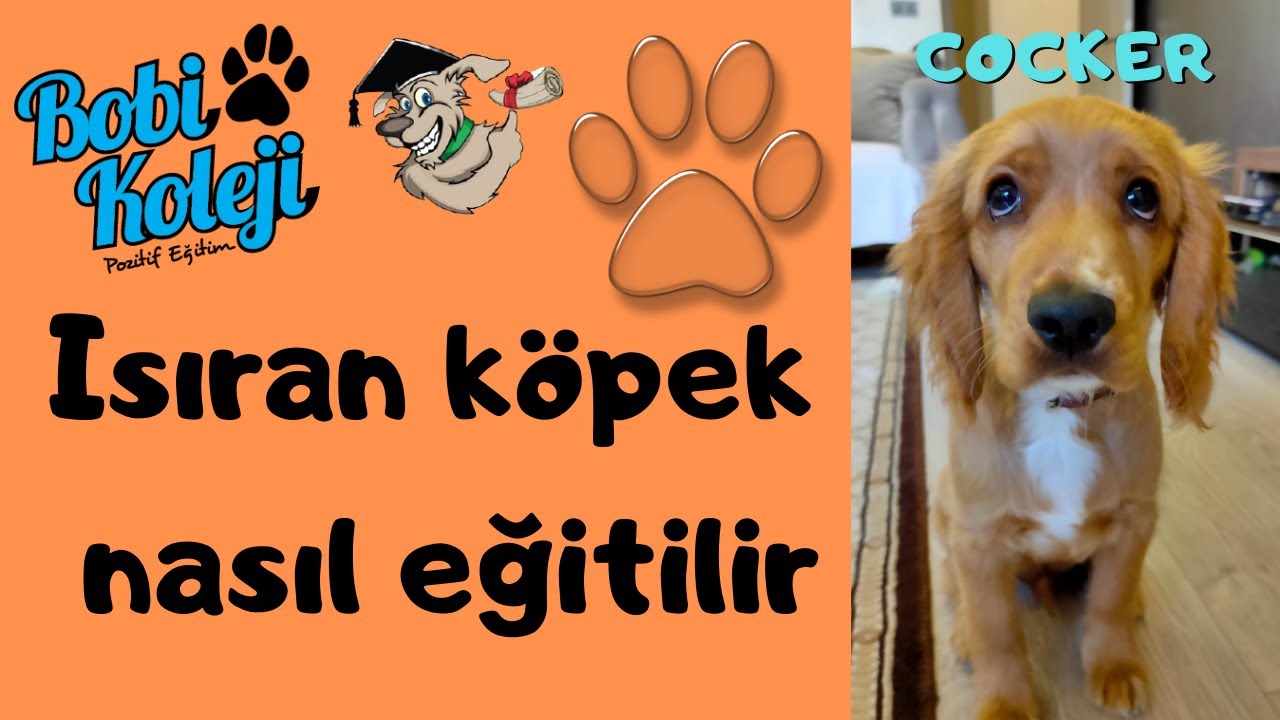 İzmir evde köpek eğitimi ile Yavru Cocker köpeğimiz tüm komutları öğrendi.