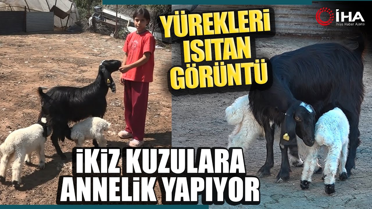 ciftligin-kecisi-kuzulara-annelik-yapiyor