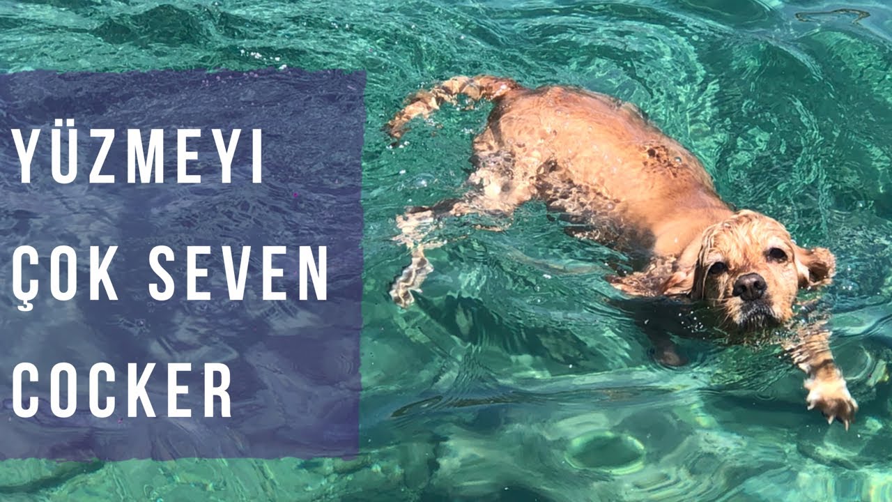 #cocker Köpekle Tatile Çıkmak | Siz Hiç  Bu Kadar Yüzmeyi Seven Köpek Gördünüz Mü?