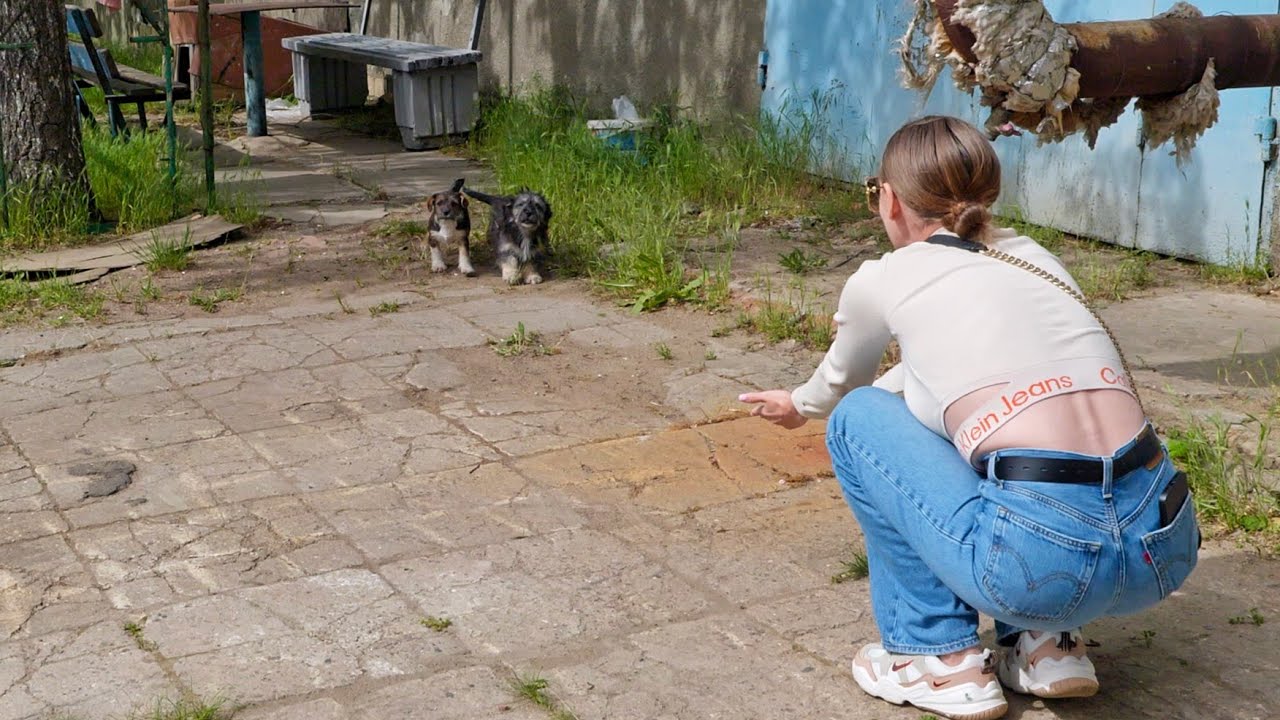 helping tiny scared puppies overcome the fear of human after they been abandoned