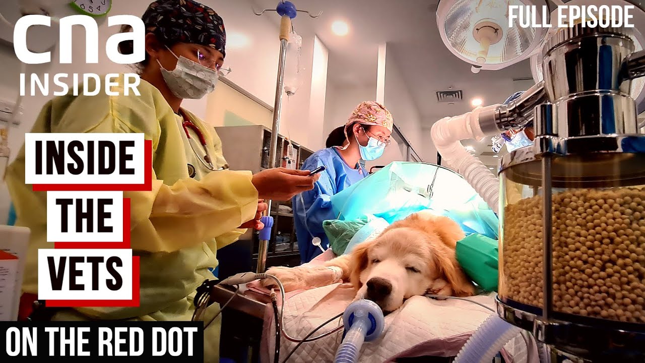 Meet The Vets: Inside The Veterinary | On The Red Dot | At The Vets - Part 1 | Full Episode