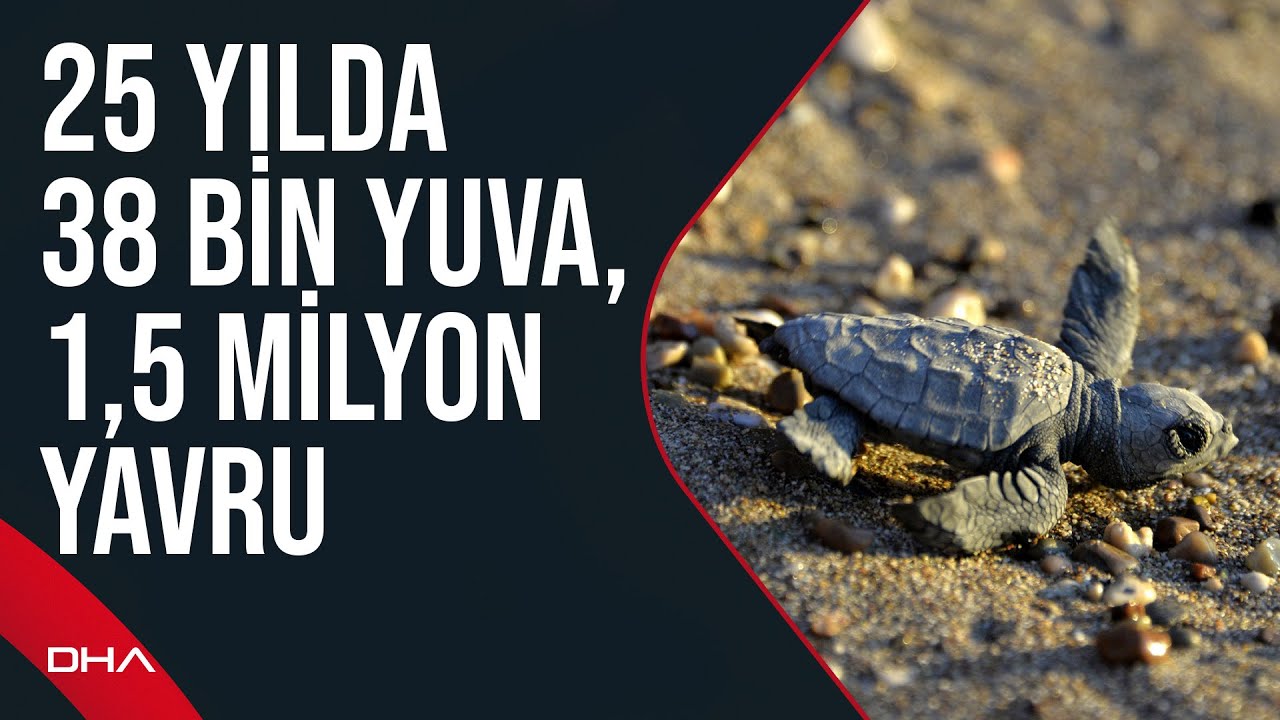 Yavru caretta caretta mevsimi: Denizle buluşuyorlar