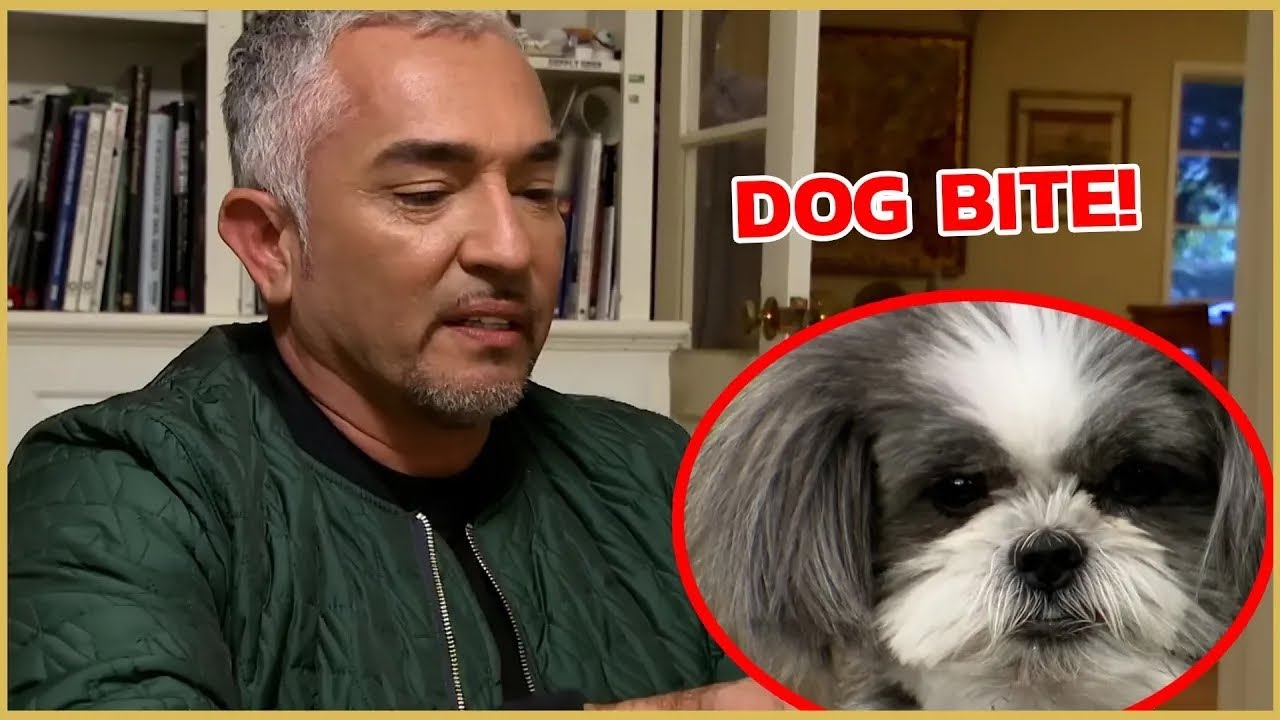 HOW TO CREATE BOUNDARİES WİTH YOUR DOGS | CESAR911