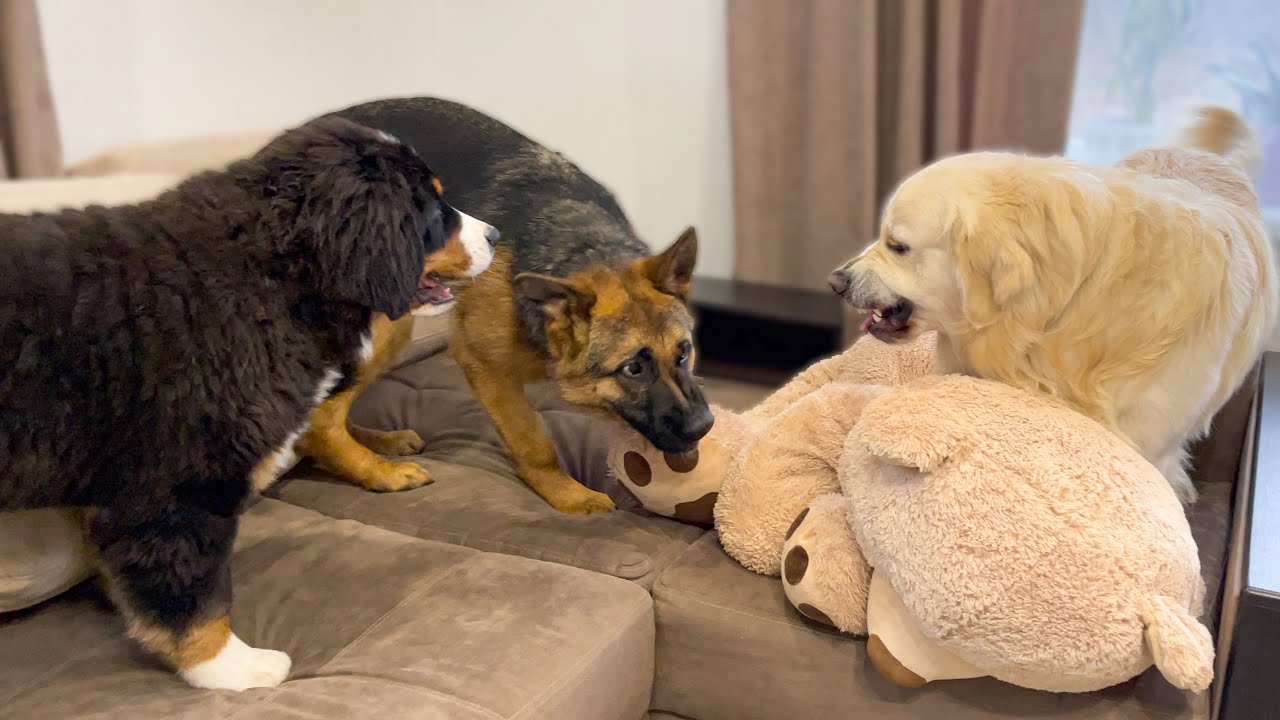 Golden Retriever doesn't want to share his big toy with friend's puppies!