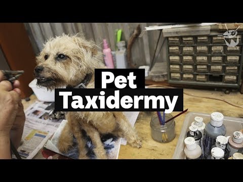HACK: Inside a pet taxidermy studio