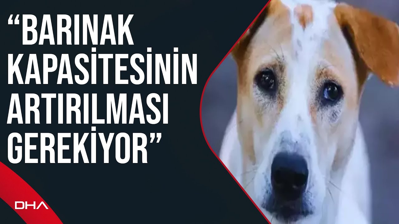 Türk Veteriner Hekimleri Birliği: Bu toplumun insanları da veteriner hekimler de bunu kabul etmez