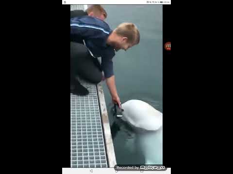 Guy drops his phone but this Beluga whale takes care of business:)