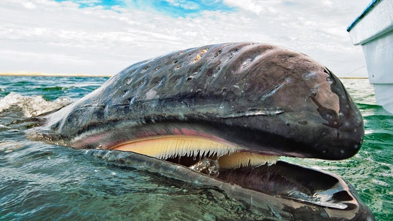 15 Whales You Won’t Believe Actually Exist
