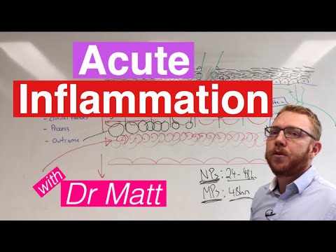 Acute Inflammation | Immunology