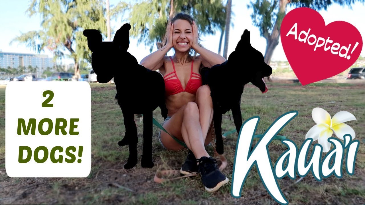 ı adopted 2 dogs ın kauai!!