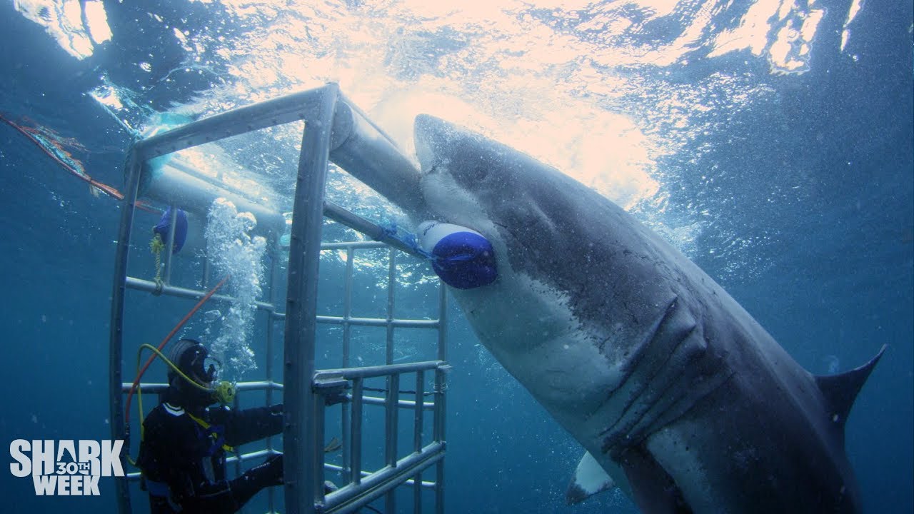 the boldest bites | shark Week's most ıntense encounters