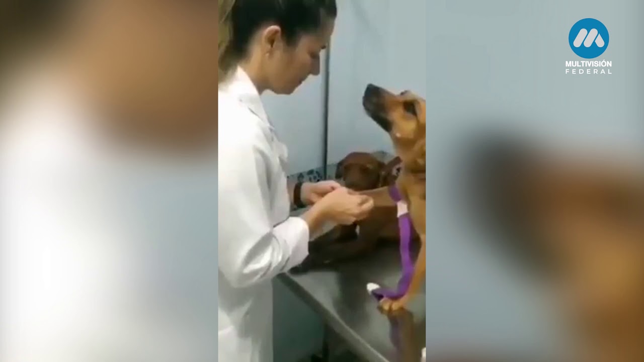 La tierna reacción de un perro mientras su veterinaria lo curaba