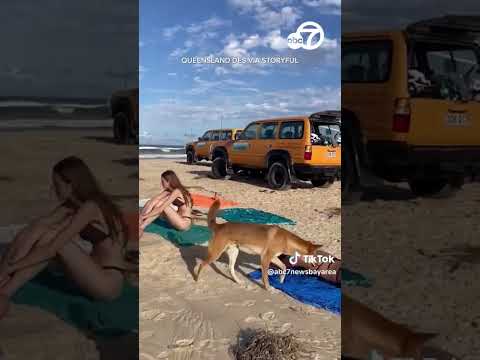Dingo put down after tourists attacked in Australia