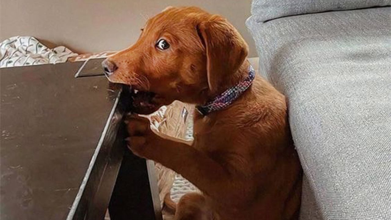 50 Funny Animal Videos To Crack You Up All Long Day