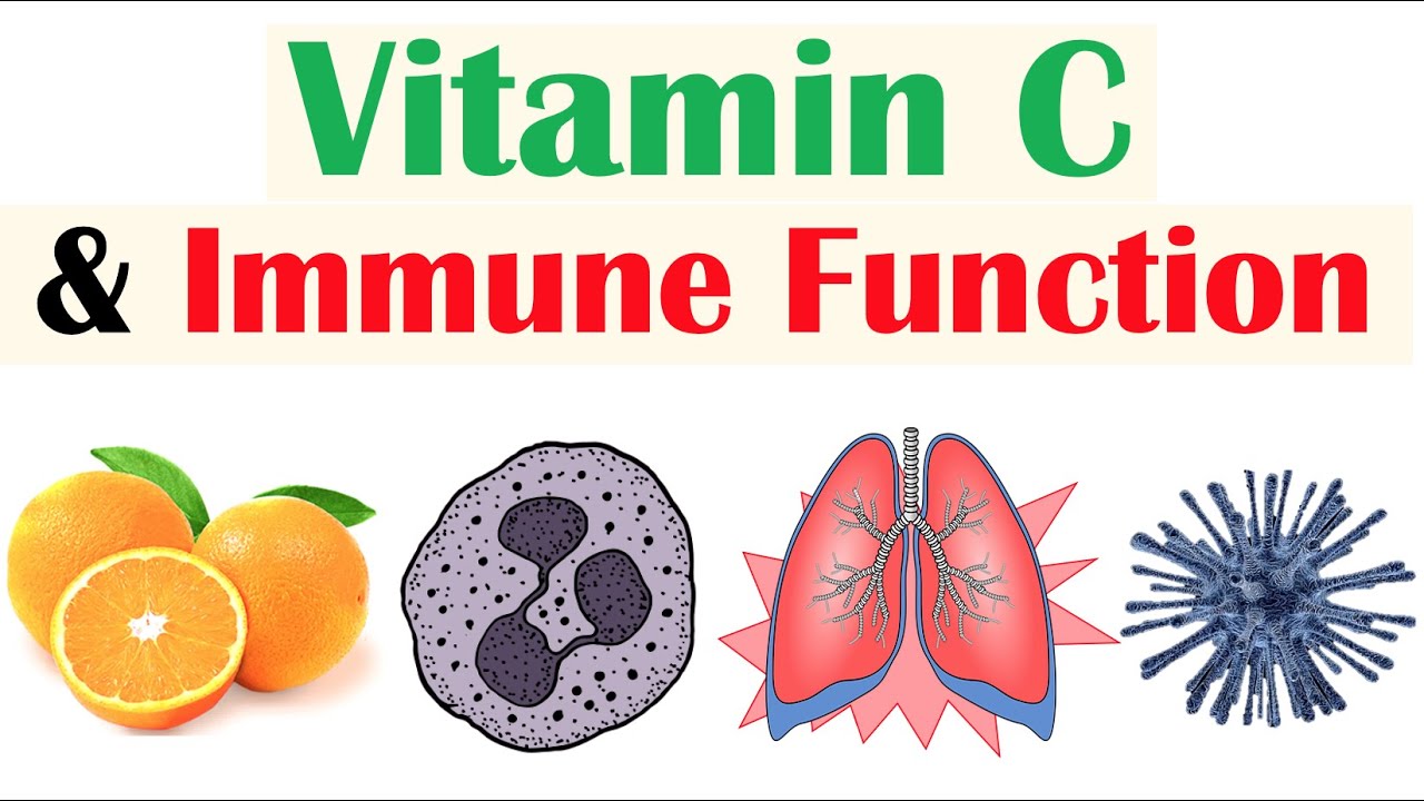 vitamin c and the ımmune system | roles of vitamin c in respiratory ınfections