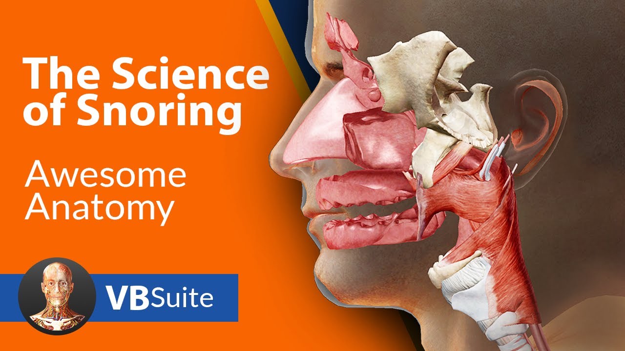 THE SCİENCE OF SNORİNG | VİSİBLE BODY