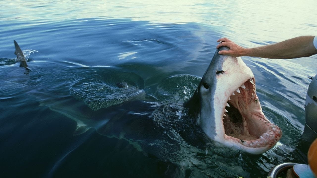 GREAT WHİTE SHARK ENCOUNTERS THAT WİLL TERRIFY YOU