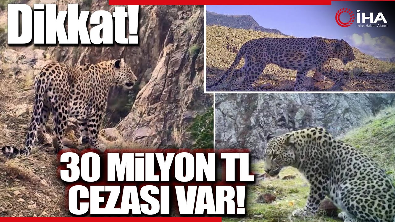 Koruma Altındaki Yaban Hayvanlarını Öldürmenin Cezası Açıklandı