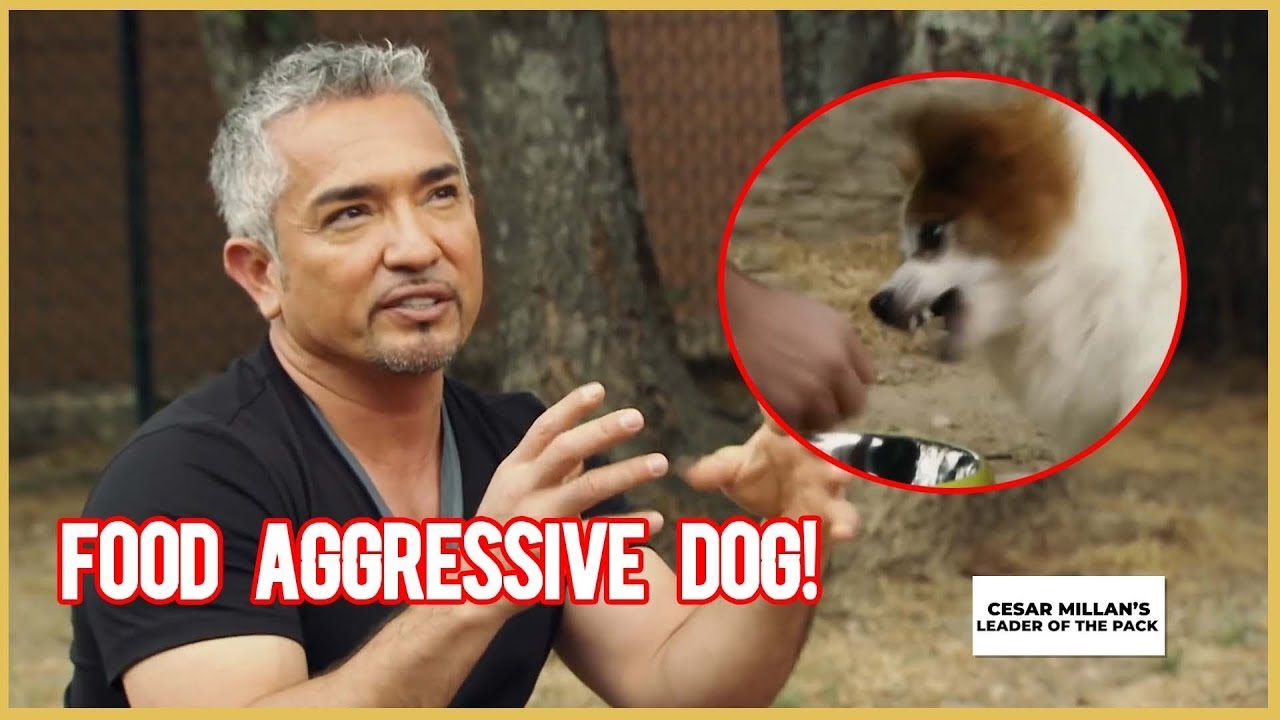 Can I solve this stray dog’s food aggression | Leader of the Pack